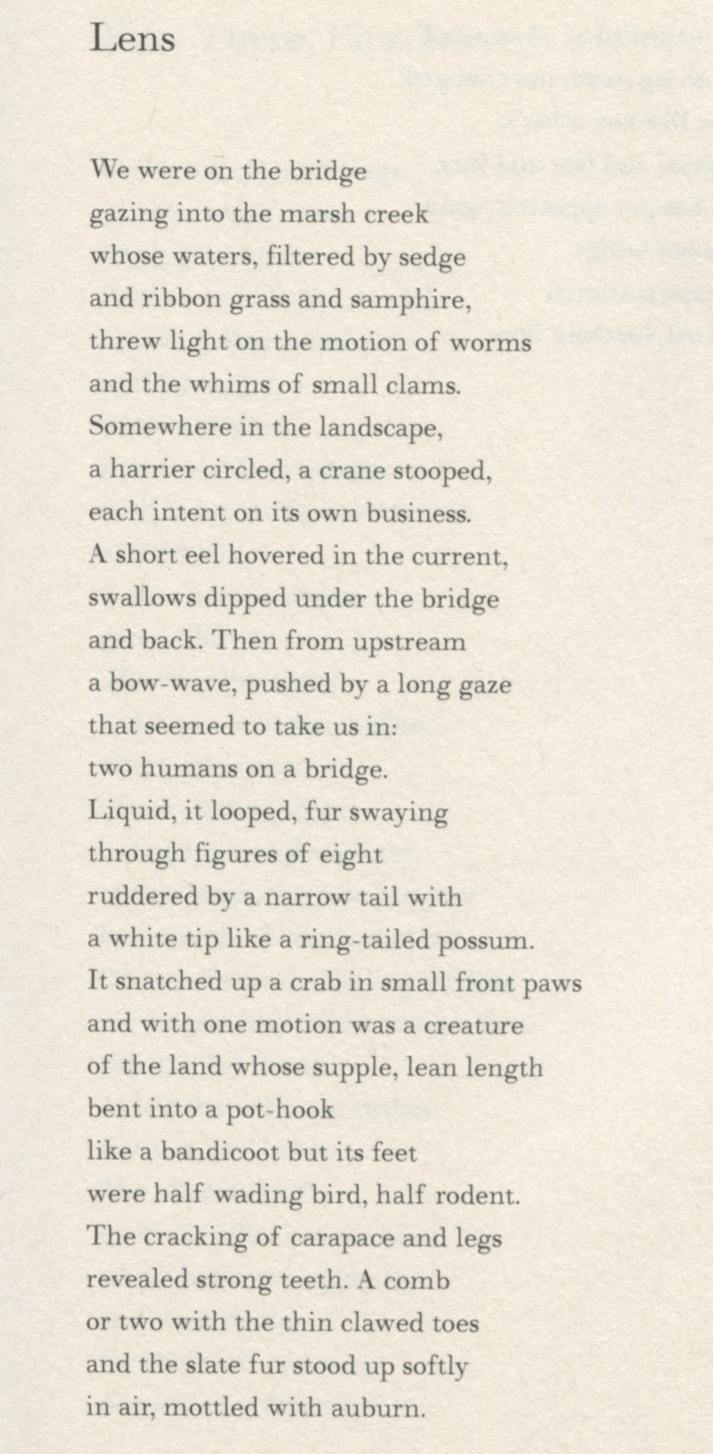 We were on the bridge
gazing into the marsh creek
whose waters, filtered by sedge
and ribbon grass and samphire,
threw light on the motion of worms
and the whims of small clams.
Somewhere in the landscape,
a harrier circled, a crane stooped,
each intent on its own business.
A short eel hovered in the current,
swallows dipped under the bridge
and back. Then from upstream
a bow-wave, pushed by a long gaze
that seemed to take us in:
two humans on a bridge.
Liquid, it looped, fur swaying
through figures of eight
ruddered by a long tail with
a white tip like a ring-tailed possum.
It snatched up a crab in small front paws
and with one motion was a creature
of the land whose supple, lean length
bent into a pot-hook
like a bandicoot but its feet
were half wading bird, half rodent.
The cracking of carapace and legs
revealed strong teeth. A comb
or two with the thin clawed toes
and the slate fur stood up softly
in air, mottled with auburn.